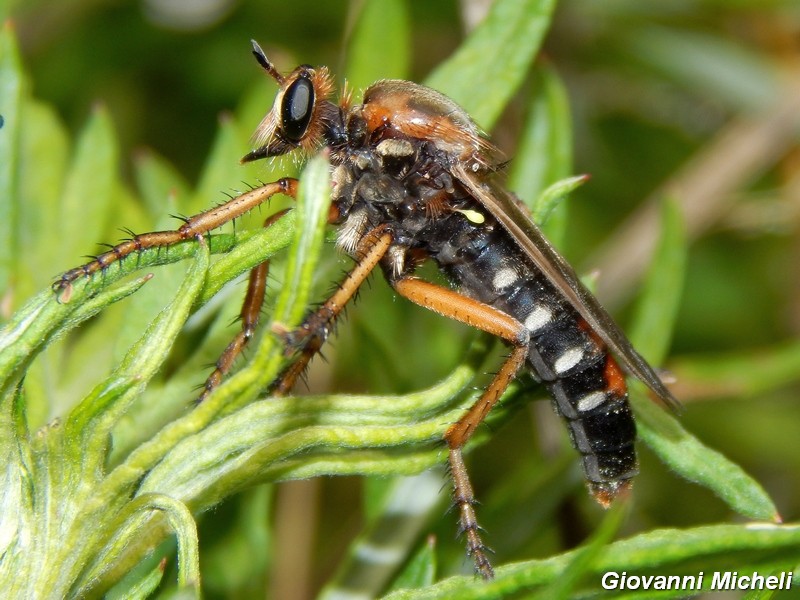 Femmina di Dasypogon diadema